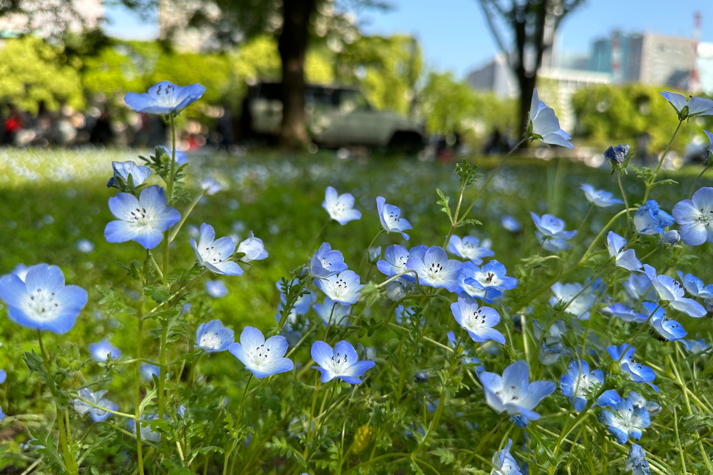 Tokyo Hibiya Park No.003 (Digital content)