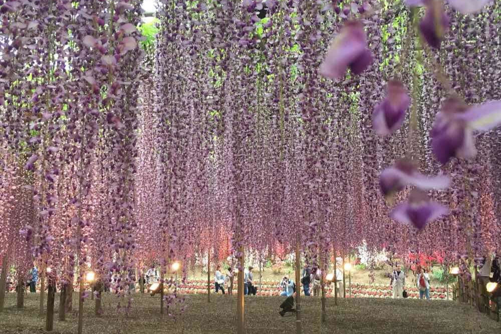 Ashikaga Flower Park No.002 (Digital Content)