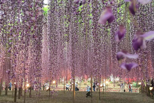 Ashikaga Flower Park No.002(数字内容)