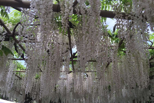 Ashikaga Flower Park No.001(数字内容)