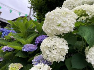 绣球花hakusan神社001(数字内容)