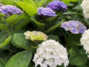 绣球花hakusan神社002(数字内容)