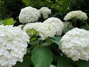 绣球花hakusan神社003(数字内容)