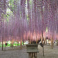Ashikaga Flower Park No.003 (Digital Content)