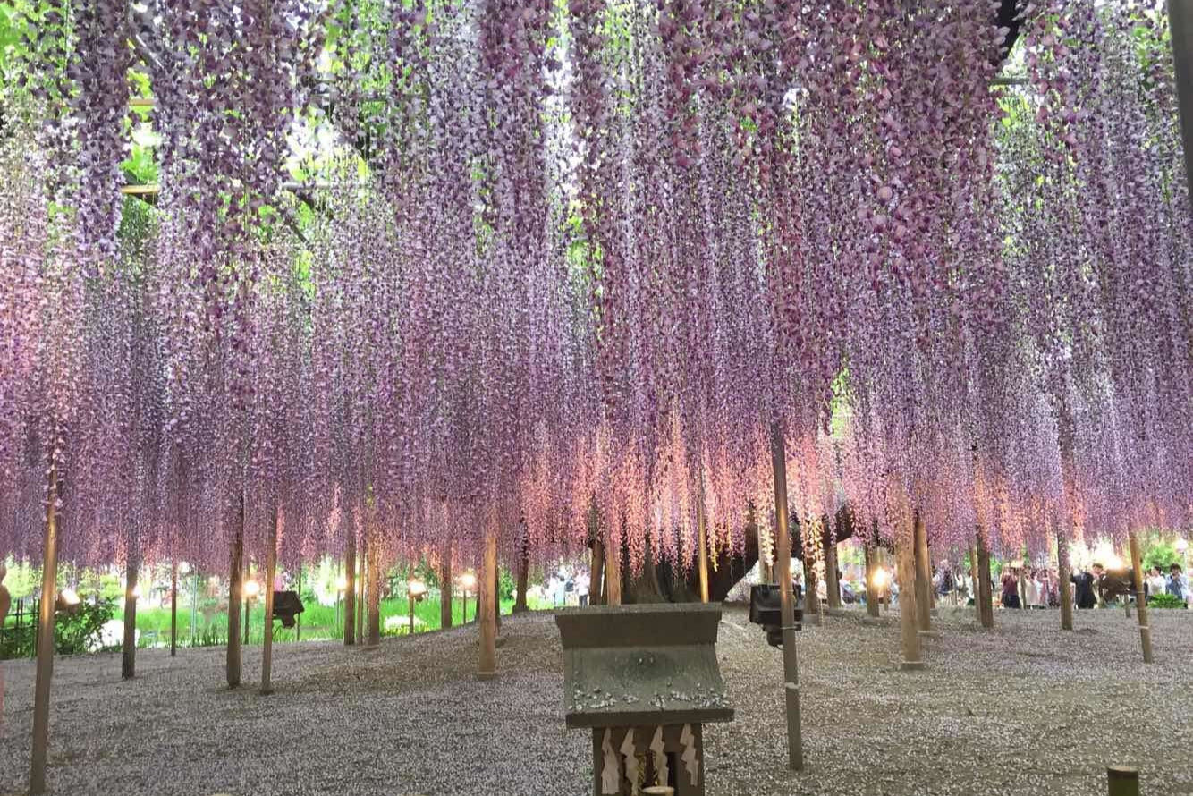 Ashikaga Flower Park No.003 (Digital Content)