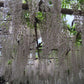 Ashikaga Flower Park No.001（数字内容）