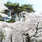Ashikaga Flower Park No.002 (Digital Content)