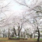 Ashikaga Flower Park No.003（数字内容）