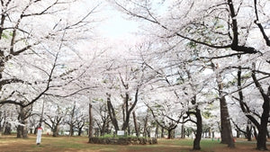 Ashikaga Flower Park No.003 (Digital Content)